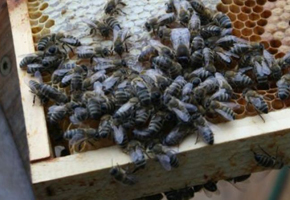 Med Manuka je často lepší ako všetky antibiotiká